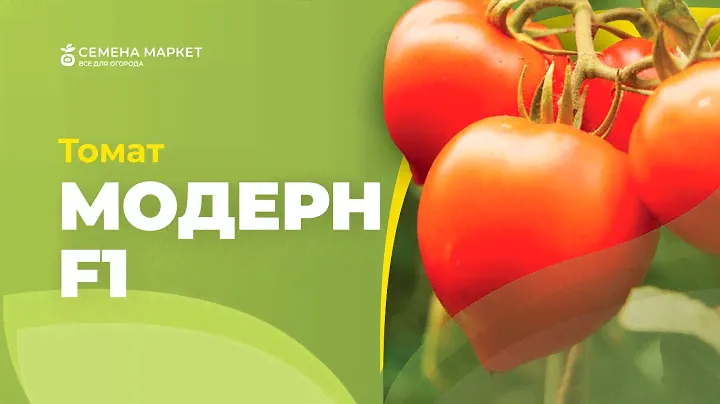 Томат МОДЕРН F1 | #томаты #огород #рассада #семена