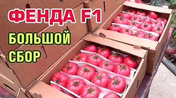 Урожайны томат - Сбор розового помидора ФЕНДА F1 🍅