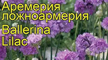 Армерия ложноармерия Ballerina Lilac. Краткий обзор, описание характеристик, где купить саженцы