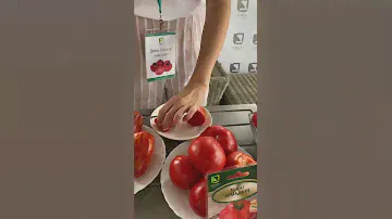 Дегустация двуцветного томата🍅Искры Пламени | Усадьба-Семена