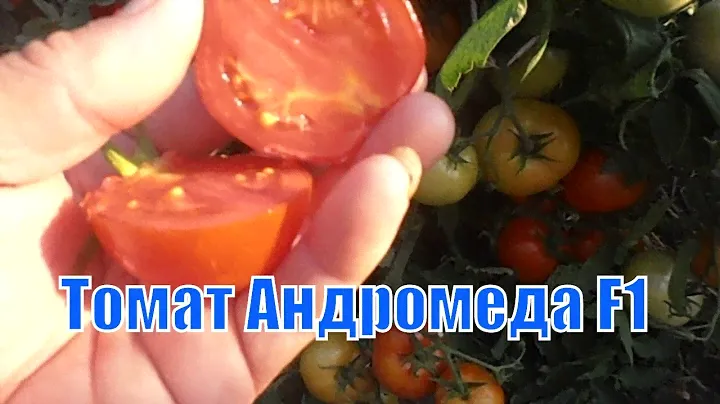 Урожайные томаты. Томат Андромеда F1.