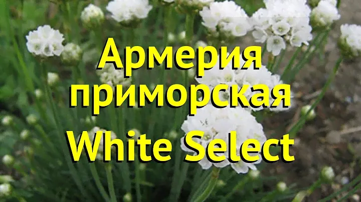 Армерия приморская Вайт Селект. Краткий обзор, описание характеристик armeria maritima White Select