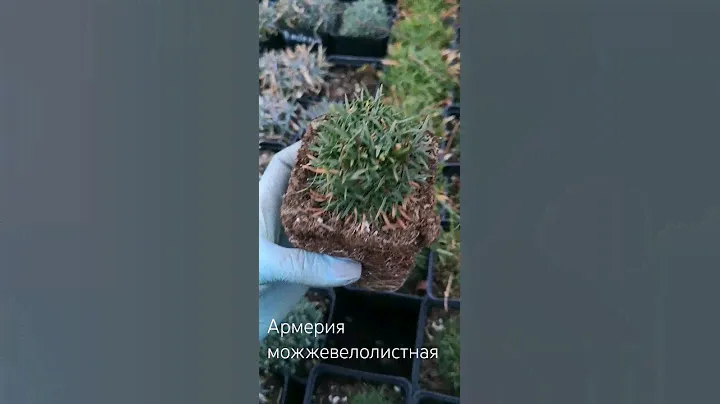 В наличии сорта: Armada Rose, Deep White, Rubrifolia, армерия можжевелолистная