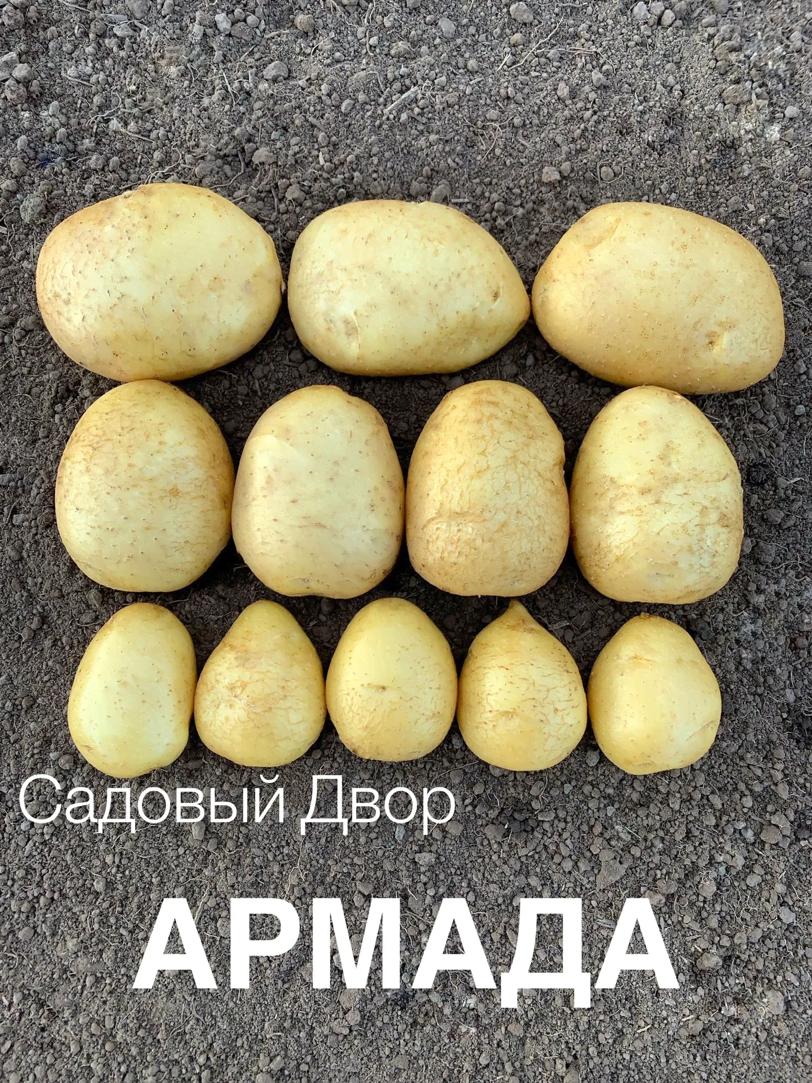 Картофель семенной сорт АРМАДА, комплект 10 клубней, ур. 2024, Элита-0