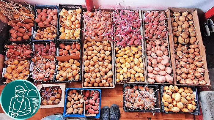 🥔 25 сортов картофеля после хранения в погребе 🍠 Хранение посадочного картофеля