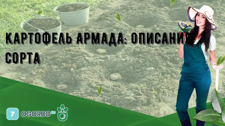 Картофель Армада: описание сорта