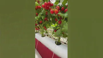 Маленькая звезда на Фитопирамиде🌟🍅Усадьба-Семена