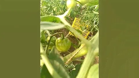 томат Леопольд 08.07.2021