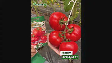 Томат Армада